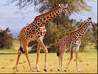 La girafe