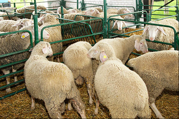 La bergerie, les moutons