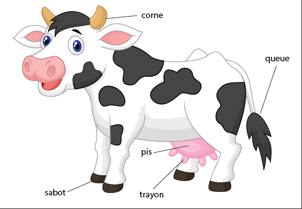 La vache avec descriptif