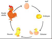 Éclosion du poussin