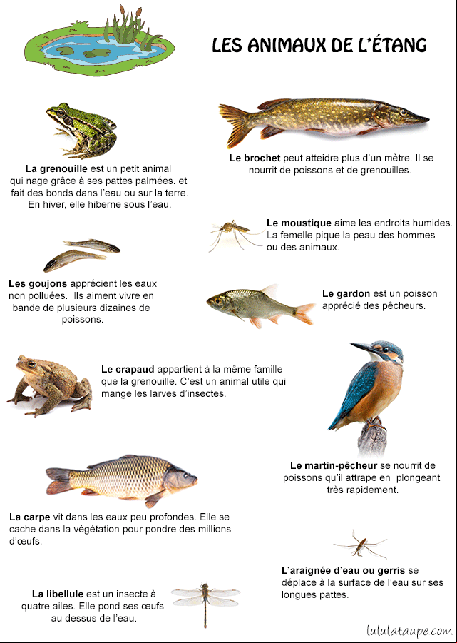 Fiche pédagogique, la faune des étangs