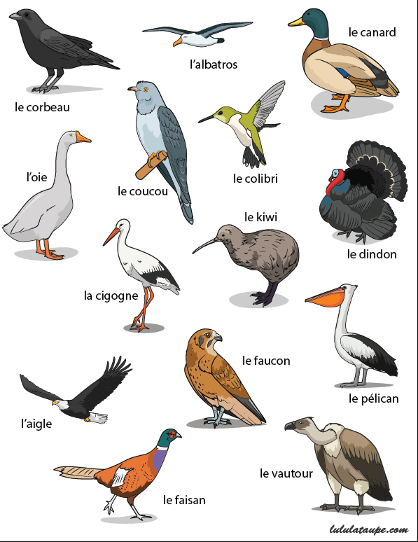 Fiche gratuite à imprimer, les oiseaux