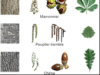 Fiche éducative, reconnaître les arbres de la forêt : l'érable, le marronnier, le tremble, le chêne et le merisier