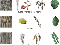 Fiche éducative, reconnaître les arbres de la forêt : l'érable, le marronnier, le tremble, le chêne et le merisier