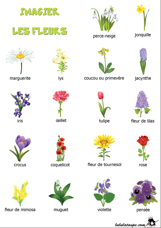Imagier à imprimer, les fleurs