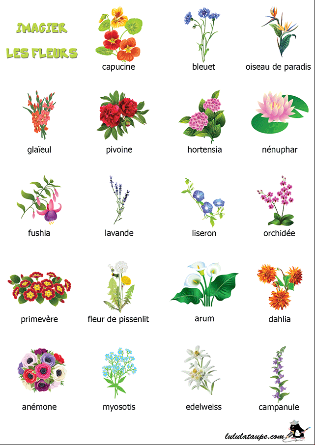 Imagier à imprimer, les fleurs (2)