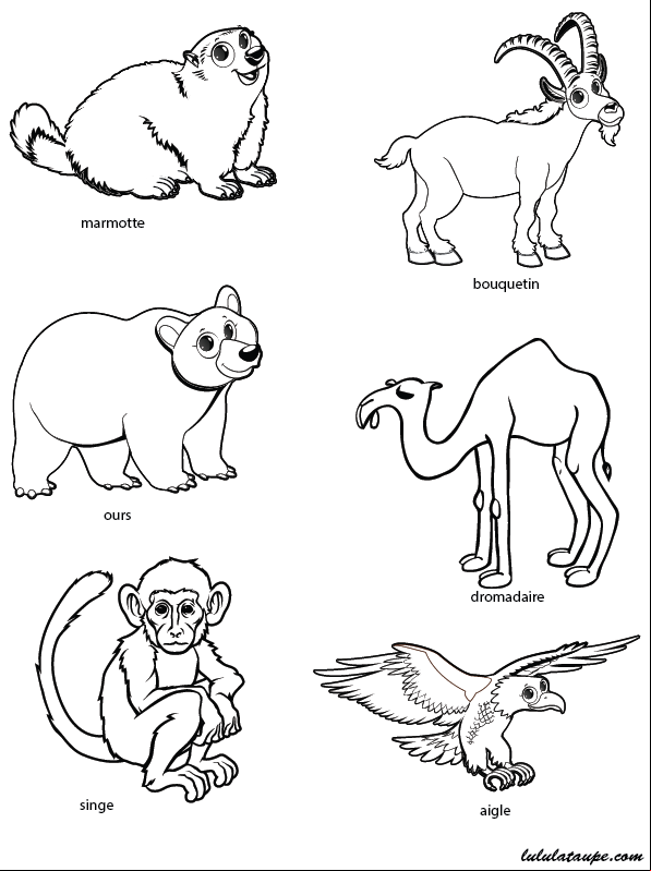 Les animaux qui vivent dans la montagne, jeu éducatif pour enfants de 6 ans et plus