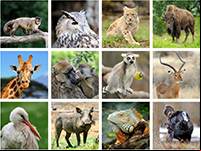 Imagerie des animaux du monde
